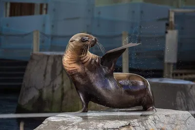 Get Up Close and Personal: Unforgettable Seal Encounter at Melbourne Zoo