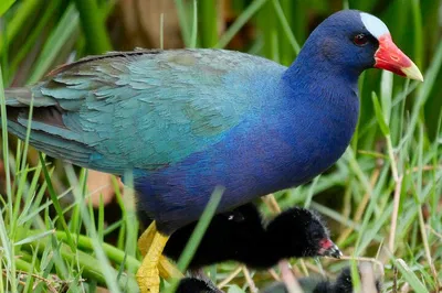 Private Birding Tour: See Florida's Rare Birds!
