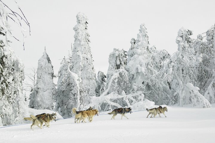Embark on a Thrilling Husky Sledding Adventure in the Swedish Wilderness!