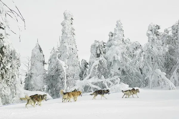 Embark on a Thrilling Husky Sledding Adventure in the Swedish Wilderness!