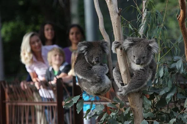 Melbourne Zoo Wildlife Tour: Koalas & Kangaroos!