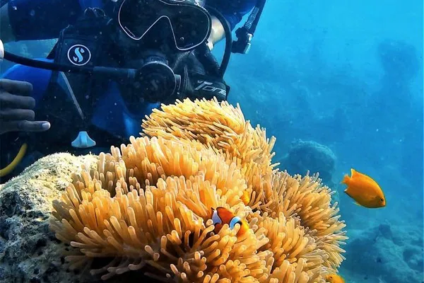 Discover Underwater Wonders: Beginner Scuba Diving in Havelock Island