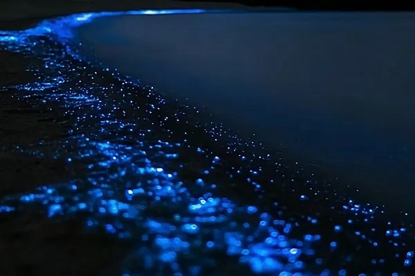 Auckland's Bioluminescent Kayak Adventure: Witness Nature's Glow!