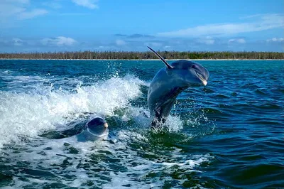 Naples Eco-Adventure: Dolphin & Shelling Tour in Ten Thousand Islands