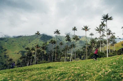 Conquer Cocora Valley: 2-Day Trek to Finca La Argentina (3450m)