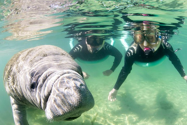 Manatee Snorkel Tour: Swim with Gentle Giants!