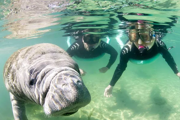 Manatee Snorkel Tour: Swim with Gentle Giants!