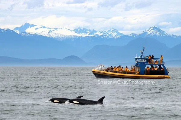 Vancouver Whale-Watching Adventure: Discover Majestic Marine Life!