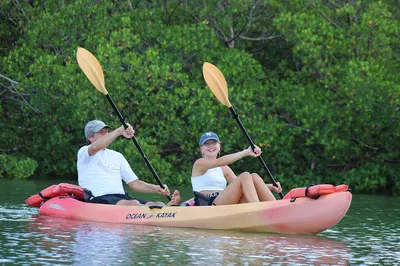Naples, FL: Kayak Mangrove Tour & Wildlife Views