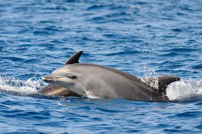 Anna Maria Island: Dolphin Adventure & Wildlife Views