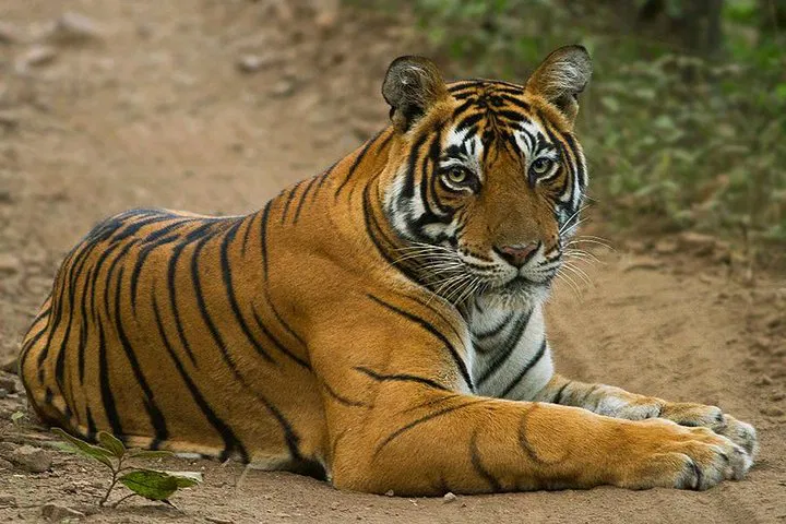 img0