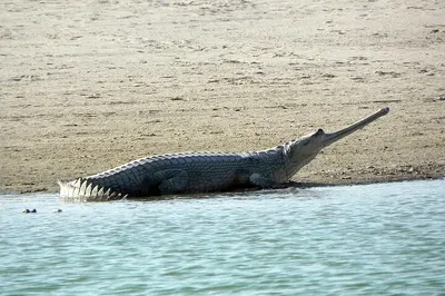 Chambal River Safari: A Wildlife Adventure from Agra