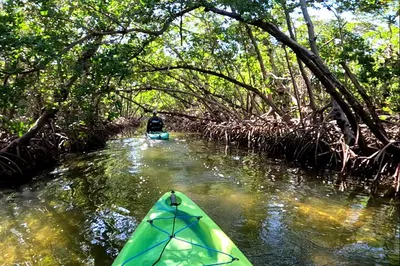 Glide Through Mangrove Tunnels: A Pedal Kayak Adventure in Bradenton!