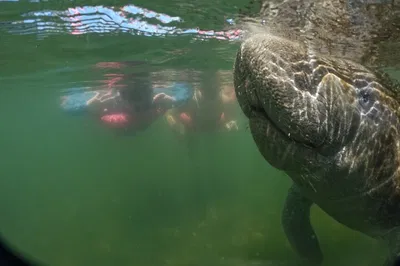 Swim with Manatees: Crystal River Photo Tour