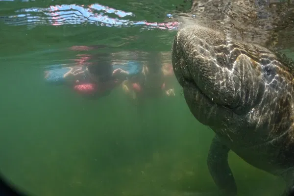 Swim with Manatees: Crystal River Photo Tour