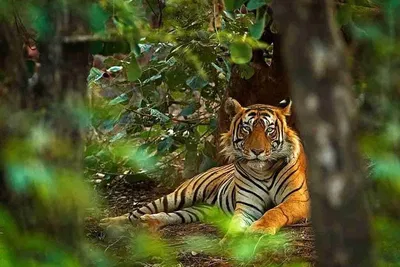 Unforgettable 5-Day Golden Triangle & Ranthambore Tiger Safari: A Thrilling Indian Adventure
