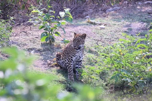 Roar through Ranipur: Thrilling Jeep Safari Adventure in Haridwar's Wildest Zone!