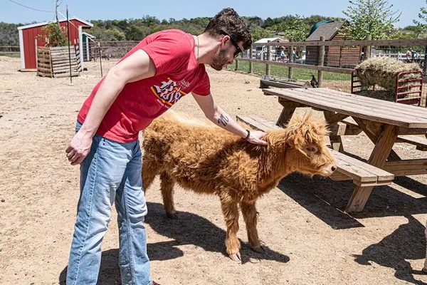Fredericksburg Cow Cuddling: Hug a Highland Calf!