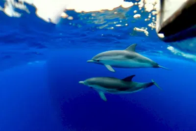 Taormina's Sunset & Dolphin Magic: A Sicilian Sea Adventure