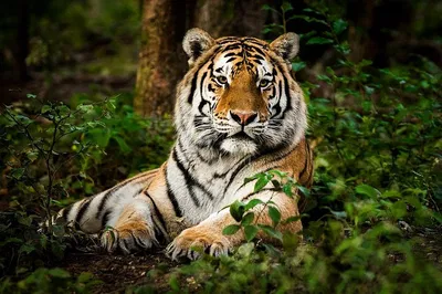 Golden Triangle & Ranthambore: 6-Day Private Cultural & Wildlife Expedition