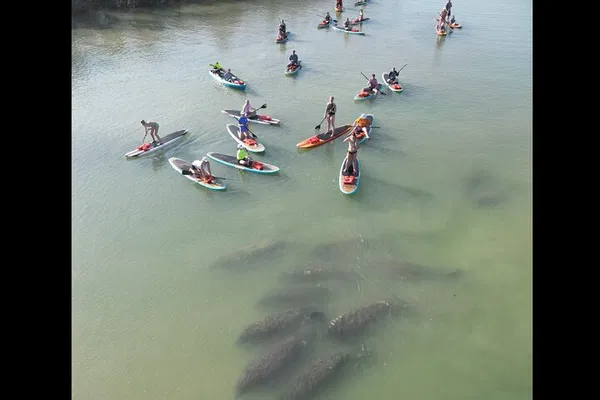 New Smyrna's Aquatic Wonders: Kayak & SUP Dolphin & Manatee Adventure!