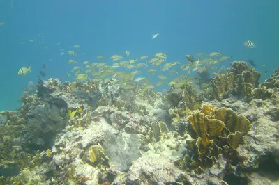 Discover Scuba Diving in Belize: Explore Coral Reefs with Expert Guidance!