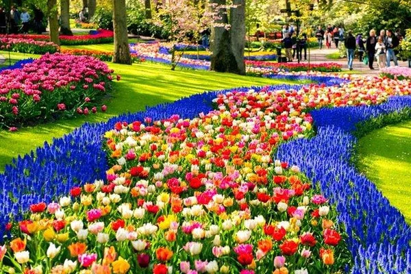 Discover Keukenhof's Tulips & Dutch Countryside on a Private Tour