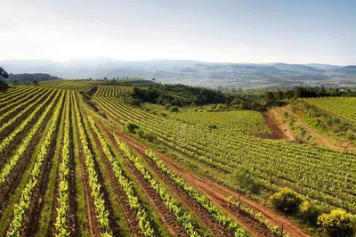 Discover Corpinnat: Penedès Sparkling Wine & Catalan Gastronomy Adventure