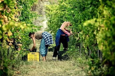 Savor Vesuvius: Vineyard Picnic with Campania Flavors