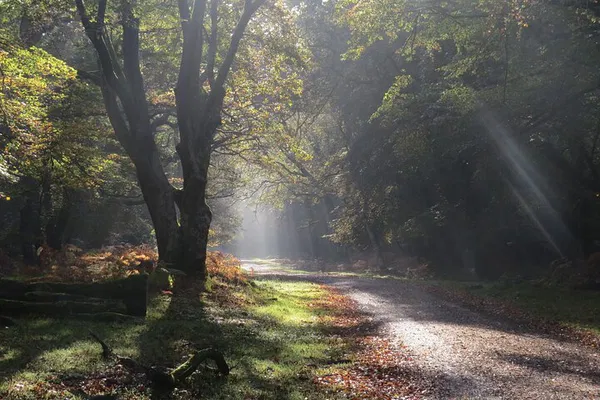 New Forest Walk: Discover Wildlife & History from Lyndhurst