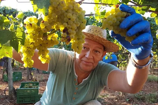 Mallorca Wine & Olive Oil Tour: Taste the Island!