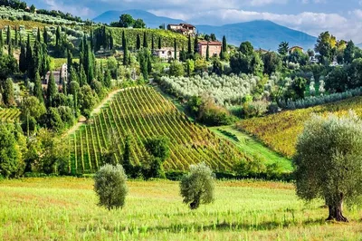 Indulge in Tuscany: Truffle & Brunello VIP Sommelier Experience