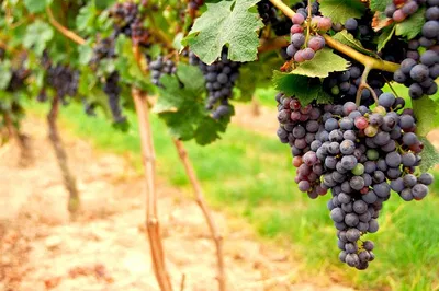 Napa & Sonoma Wine Tour from San Francisco