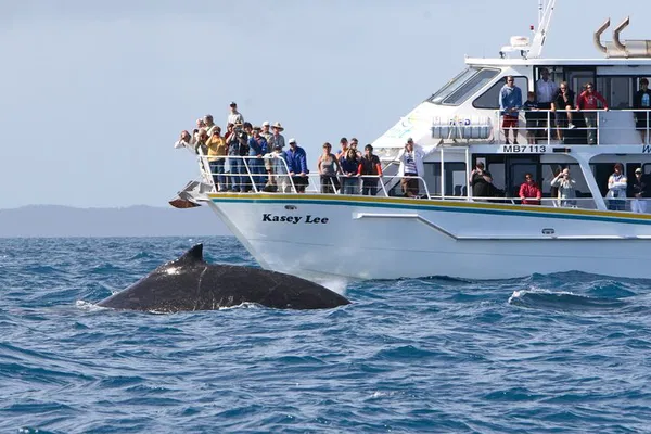Phillip Island's Whale Spectacle: A Coastal Wildlife Cruise