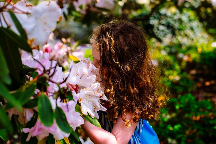 Explore Ireland's Global Garden: Mount Congreve Tickets