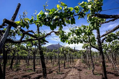 Step Back in Time: Pompeii Ruins, Vesuvius Vineyard & Wine Tasting