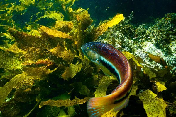 Sydney's Underwater Wonders: A Private Snorkeling Adventure