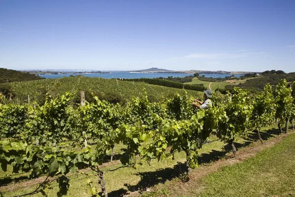Unforgettable Waiheke: Private Wine Tour & Gourmet Lunch