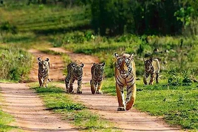 Unleash the Wild: Private Ranthambhore Tiger Safari from Jaipur