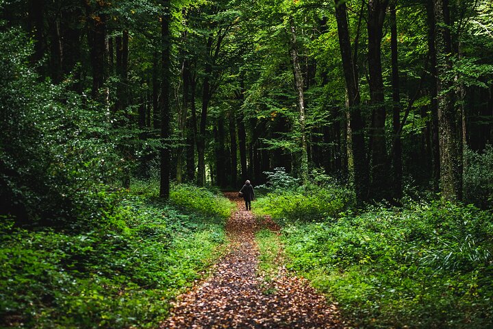 Courtown Woodland Tour: Unearth Ancient Ireland's Secrets
