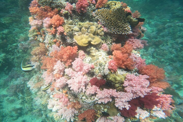 Discover Koh Lipe's Underwater Paradise: A Snorkeling Adventure