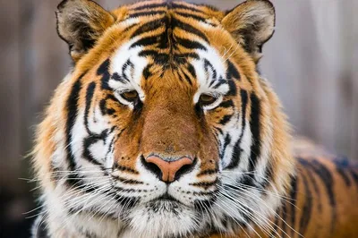 Ranthambore Tiger Safari Day Trip: A Jaipur Adventure
