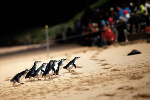 Penguin Parade & Wildlife Tour from Melbourne