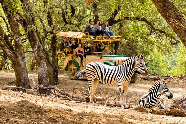 Safari West: Sonoma's Wildest African Adventure!