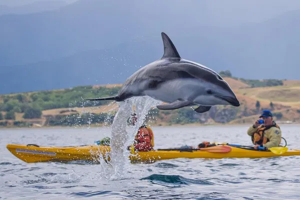 Kaikoura Wildlife Kayaking Adventure: Paddle with Seals & Whales!