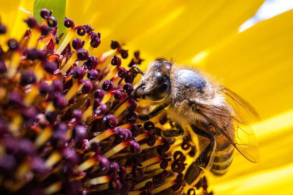 Unveiling Volterra's Buzz: A Bee Discovery & Honey Tasting Adventure