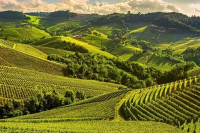 Unforgettable Alba: Wine, Truffles & Medieval Charm Private Tour