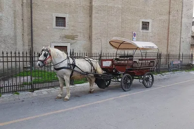 Assisi Countryside Carriage Ride: A Trot Through Sacred Franciscan History