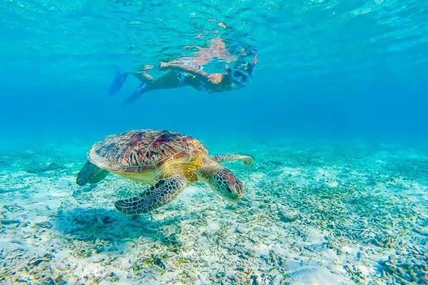 Waikiki Turtle Snorkeling Boat Tour: Swim with Turtles!