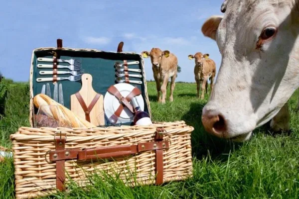 Amsterdam E-Bike Tour: Wetlands & Picnic Adventure